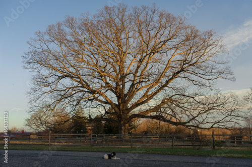 oak tree at sunset