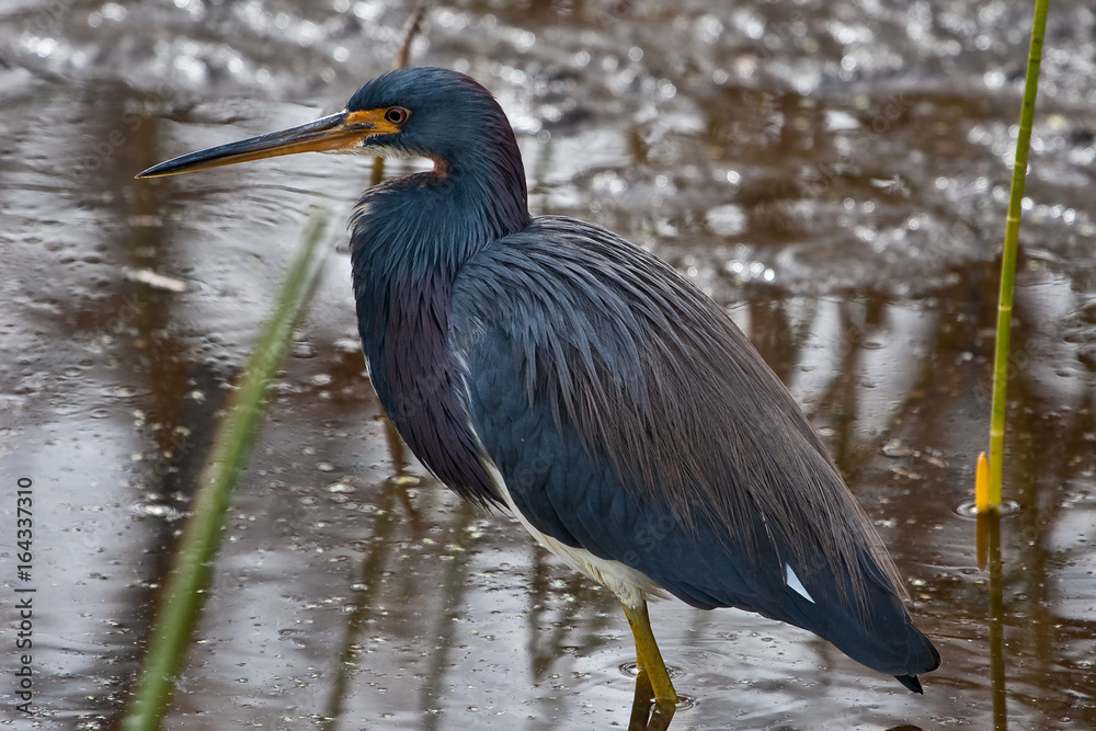 Hunting in the rain Hunting in the rain