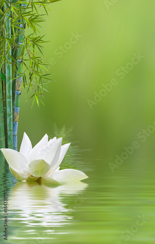 fleur de lotus et bambous