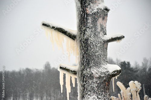 Covered with a large layer of ice tree branches photo