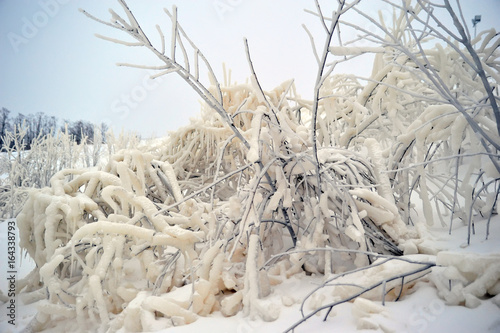 Covered with a large layer of ice tree branches photo