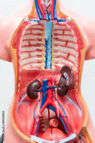 Close-up of Internal organs dummy on white background. Human anatomy model. Anatomical body cavities.