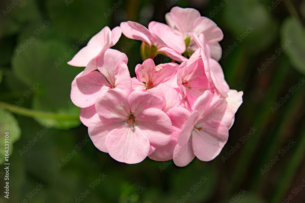 Fototapeta premium ゼラニウム