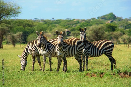 Zebra family in Tanzania