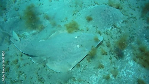 Common guitarfish - Abu Dabab, Marsa Alam, Red Sea, Egypt, Africa
 photo