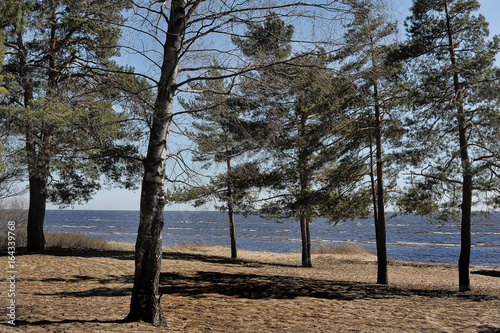 Pine on the shore of the Finnish Gulf photo