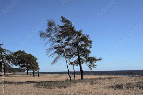 Pine on the shore of the Finnish Gulf photo