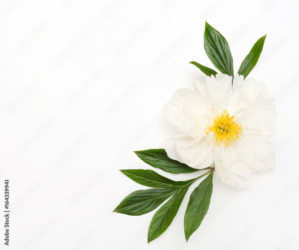 peony flower peony flower