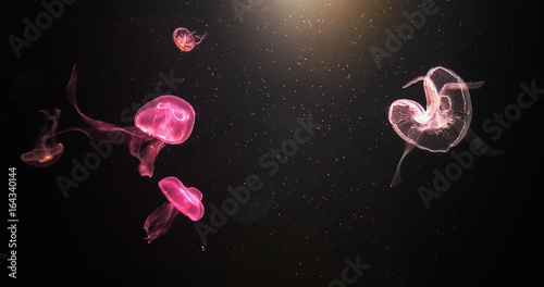 Dramatic Beautiful jellyfish with bright light in Aquarium.