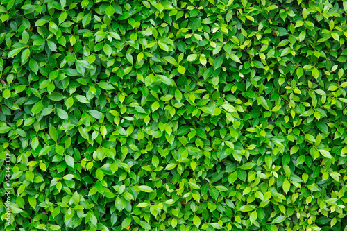 Obraz Tło zielony liść