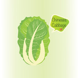 Chinese cabbage and text cartoon for logo. vegetable vector illustration.
