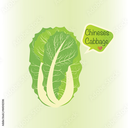 Chinese cabbage and text cartoon for logo. vegetable vector illustration. photo