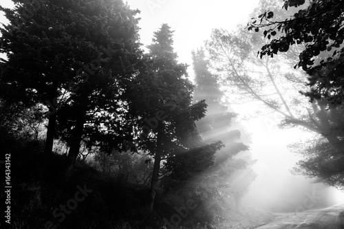 Powerful sunrays cutting through the mist on a road  in the midst of some trees in the shadows
