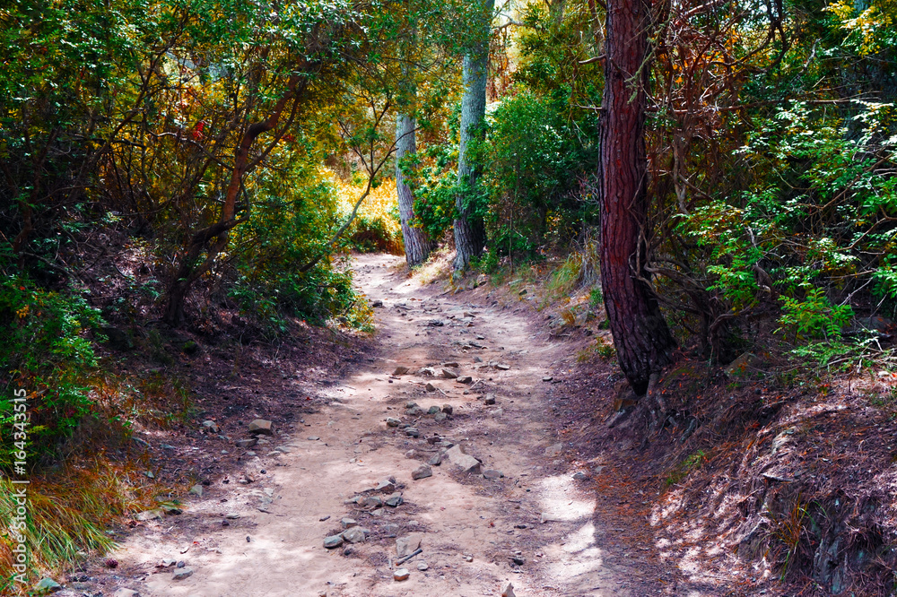 Fototapeta premium forest path