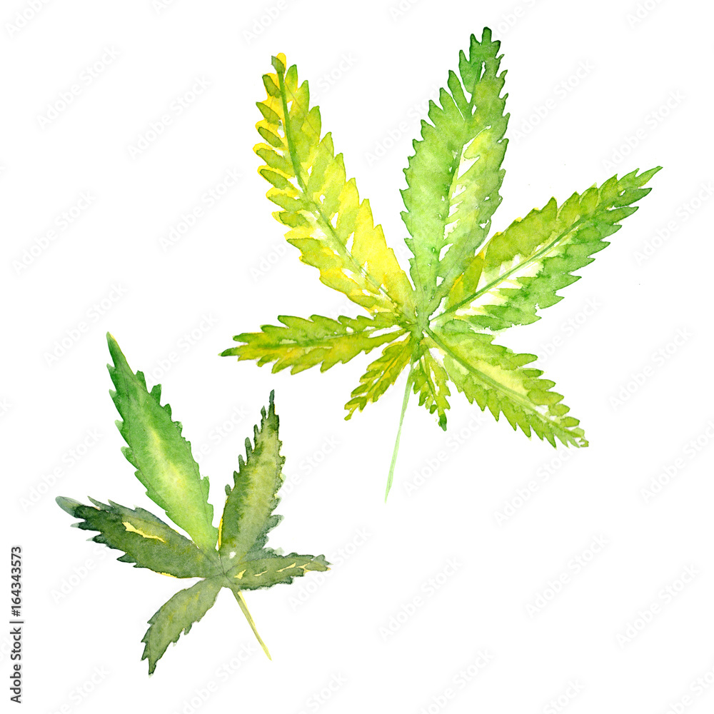 Wildflower cannabis flower in a watercolor style isolated. Full name of the plant:cannabis. Aquarelle wild flower for background, texture, wrapper pattern, frame or border.