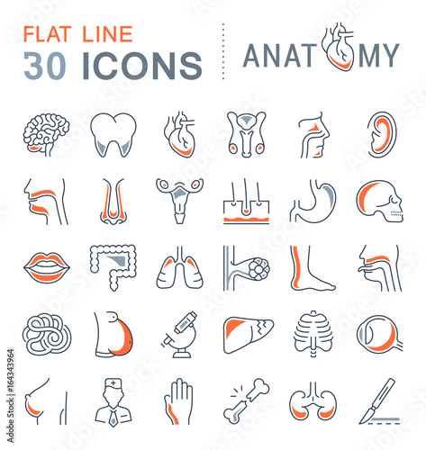 Set of Line Icons of Anatomy and Physiology