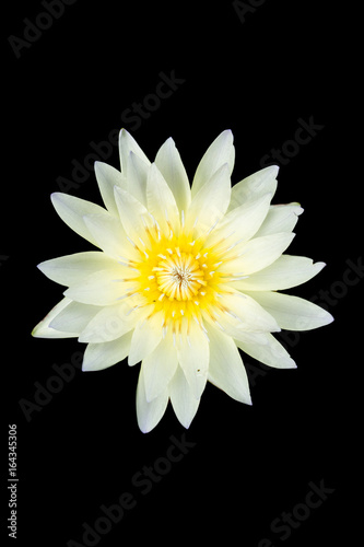 White Lotus with Yellow Pollen.