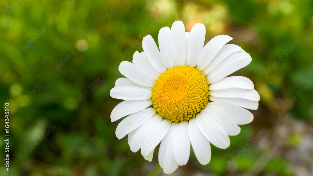 Fototapeta premium Bellis perennis, Blume