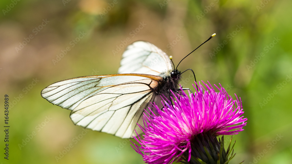 Andreas Pospisil, Schmetterling Andreas Pospisil, Schmetterling