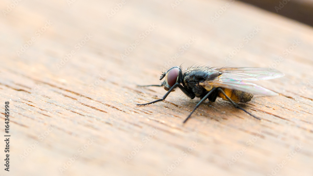 Fliege Fliege