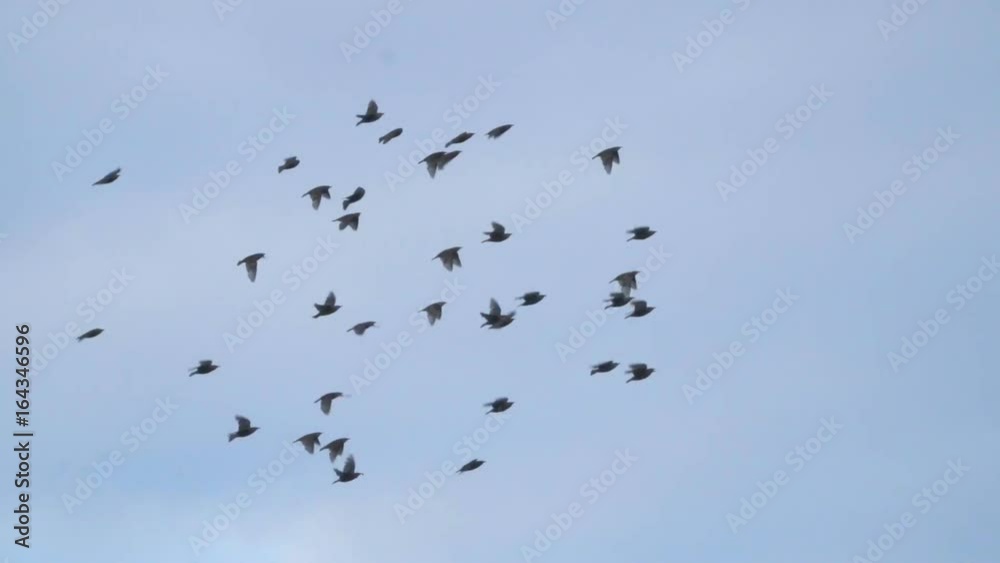 Flying flock of Pigeons. Migration of Big Birds flying into Formation. Slow motion. Many birds fly against the blue sky. Flying flock of Pigeons. Migration of Big Birds flying into Formation. Slow motion. Many birds fly against the blue sky.