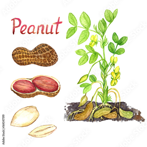 Peanut plant with nuts and flowers, nuts with opened shell, isolated hand painted watercolor illustration