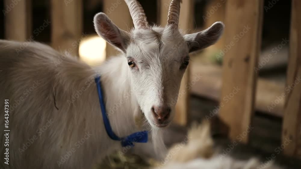 Shot of domestic goat in the corral. Domestic goat on the farm Shot of domestic goat in the corral. Domestic goat on the farm