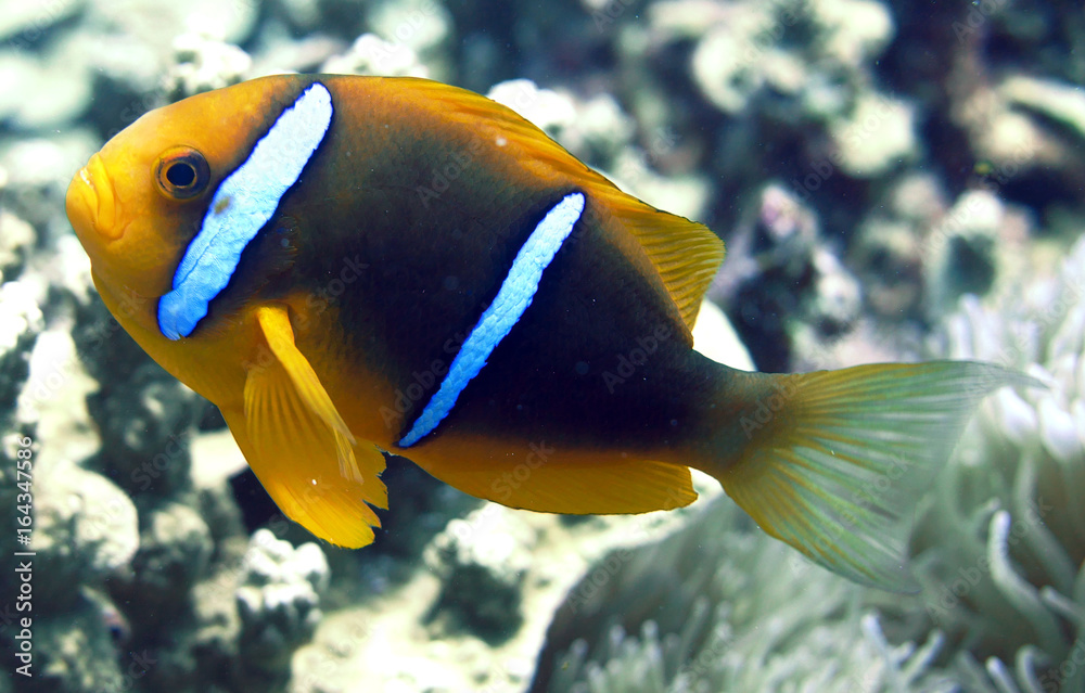 Naklejka premium 海中写真