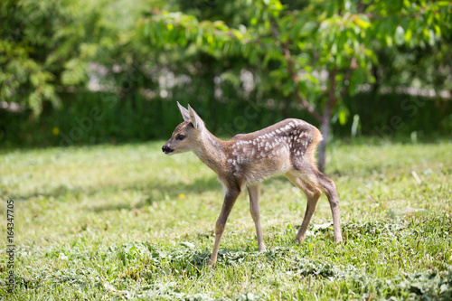 baby fawn 