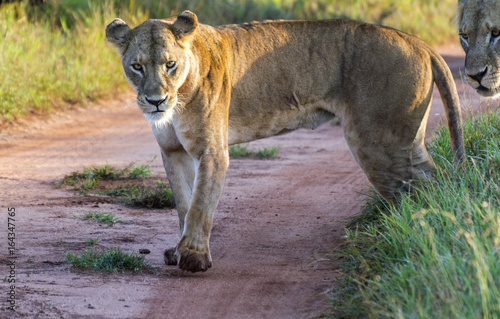 Lioness  walking on the road in a savanna in a park of taita hills at sunrise