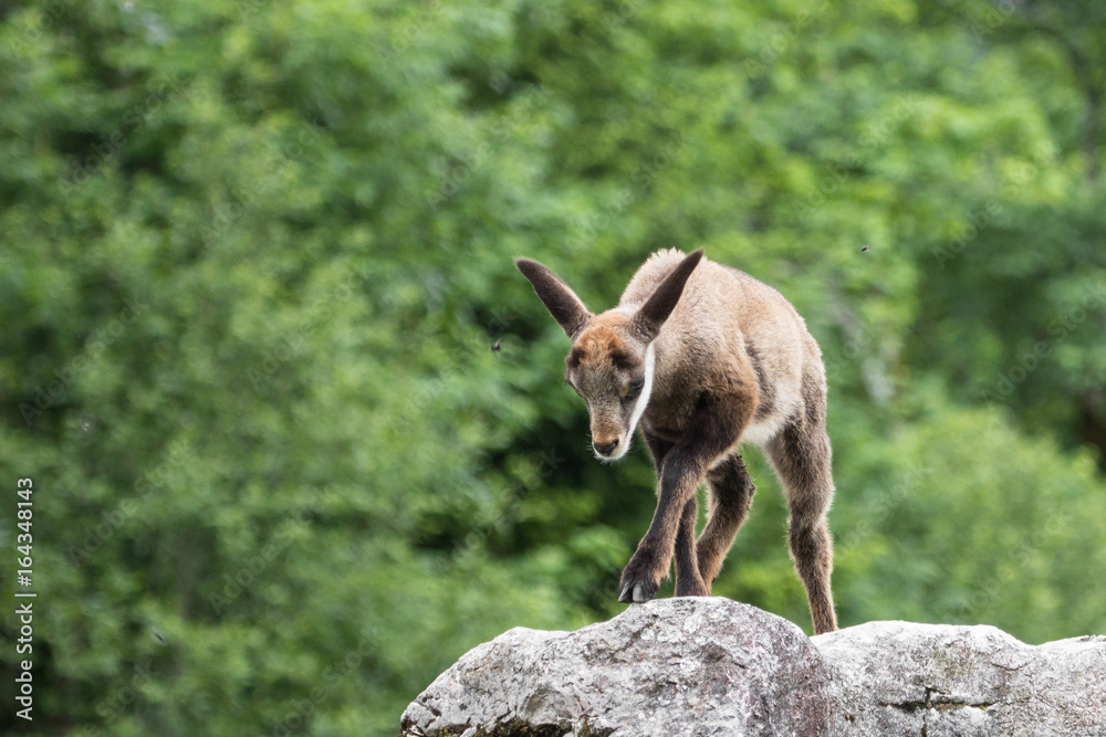 Fototapeta premium Gamskitz
