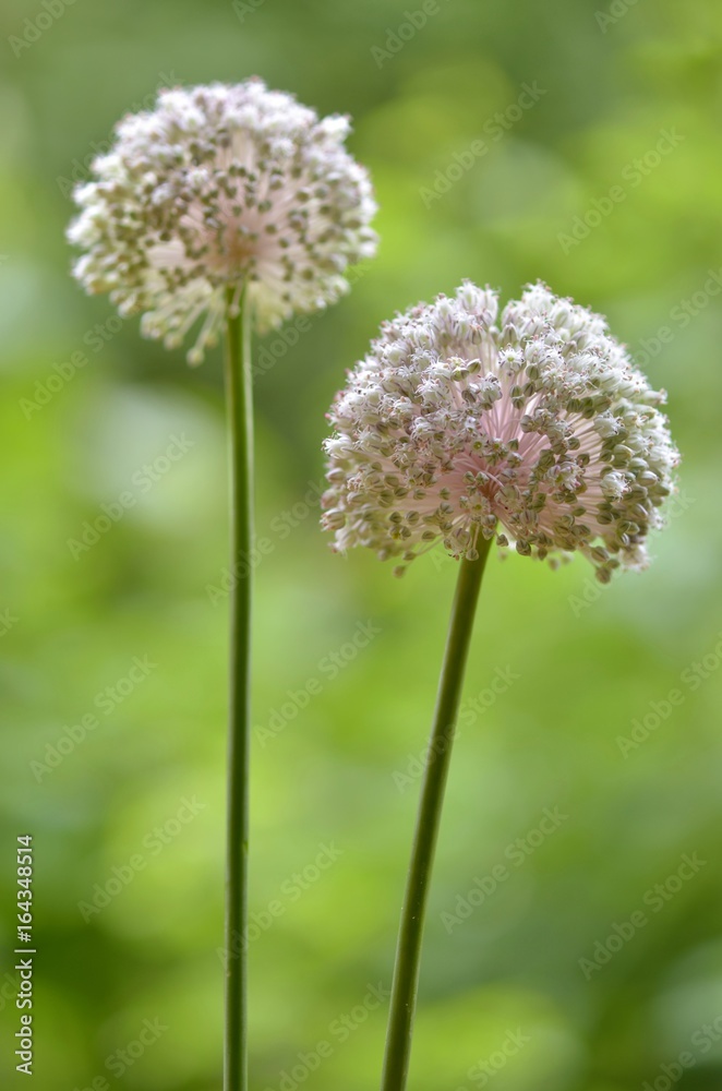 Two wild giant onion stalks with pink flowers/seeds on the natural green background. Art/decorative vertical photo. Two wild giant onion stalks with pink flowers/seeds on the natural green background. Art/decorative vertical photo.