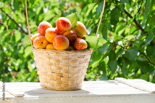 Basket with apricots in the garden on a background of greenery, sunlight