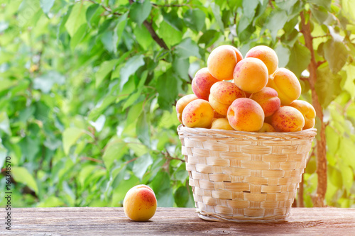 Full basket of apricots in the garden on a background of greenery, sunlight