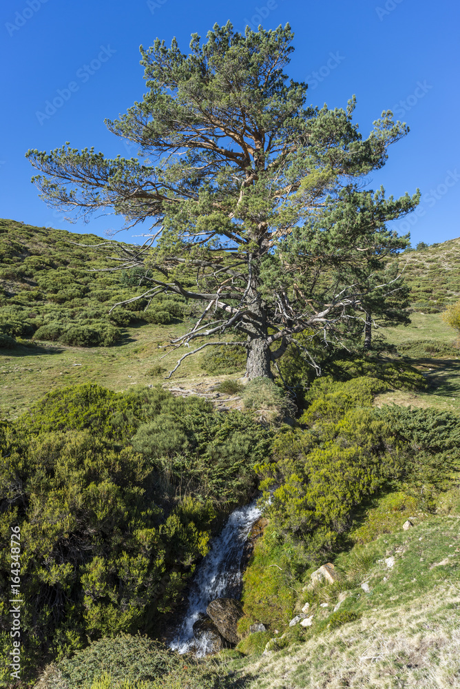Padded brushwood (Cytisus oromediterraneus and Juniperus communis) and Scots pine tree (Pinus sylvestris) next to the Hornillo Stream, in Guadarrama Mountains National Park, Spain