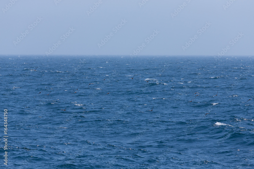 Flock of birds on a white crests of a sea waves. Selective focus Flock of birds on a white crests of a sea waves. Selective focus