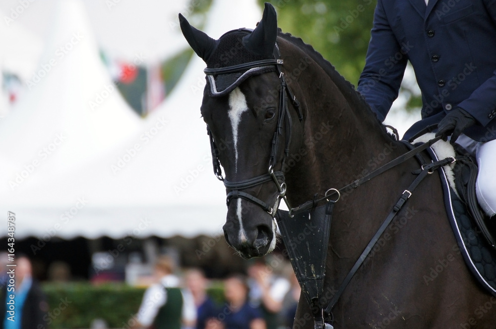 Obraz premium Reitsport