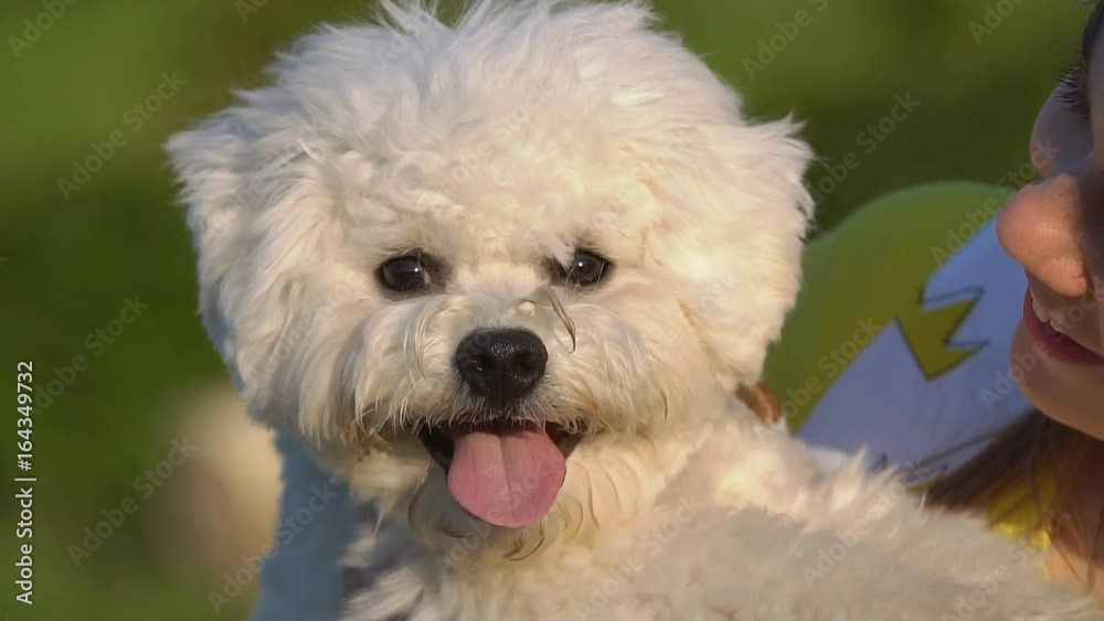 White Bichon Frise White Bichon Frise