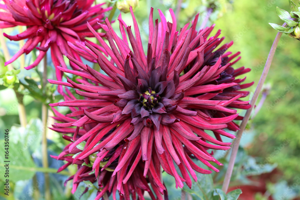 Garden / Dahlia - a very beautiful autumn colors Garden / Dahlia - a very beautiful autumn colors