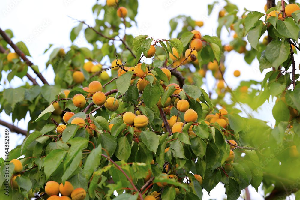 Many mature apricots