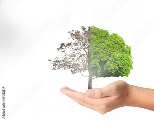 human hands holding tree sprout