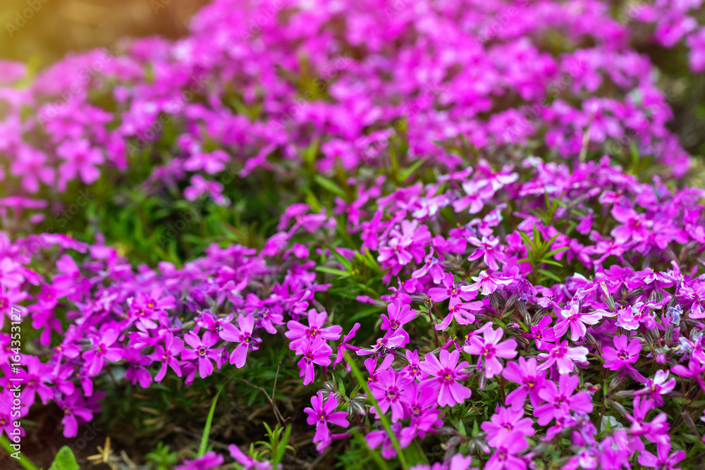 Violet verbena blossoms at summer outdoors background.