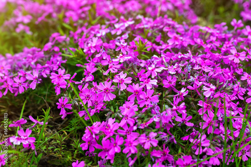 Violet verbena blossoms at summer garden background.