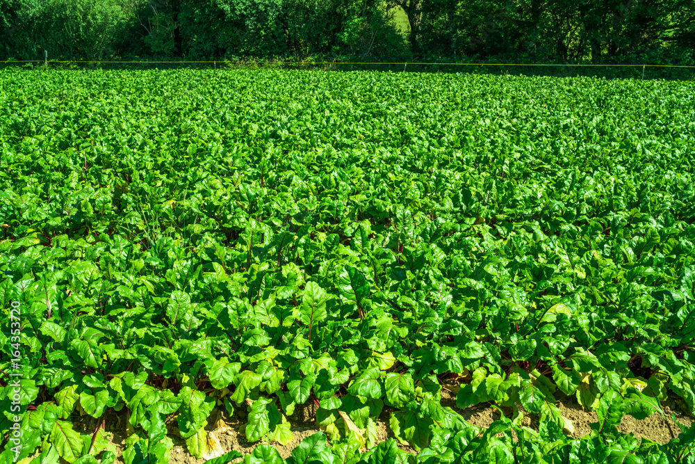 Beetroot growing on a vegetable patch