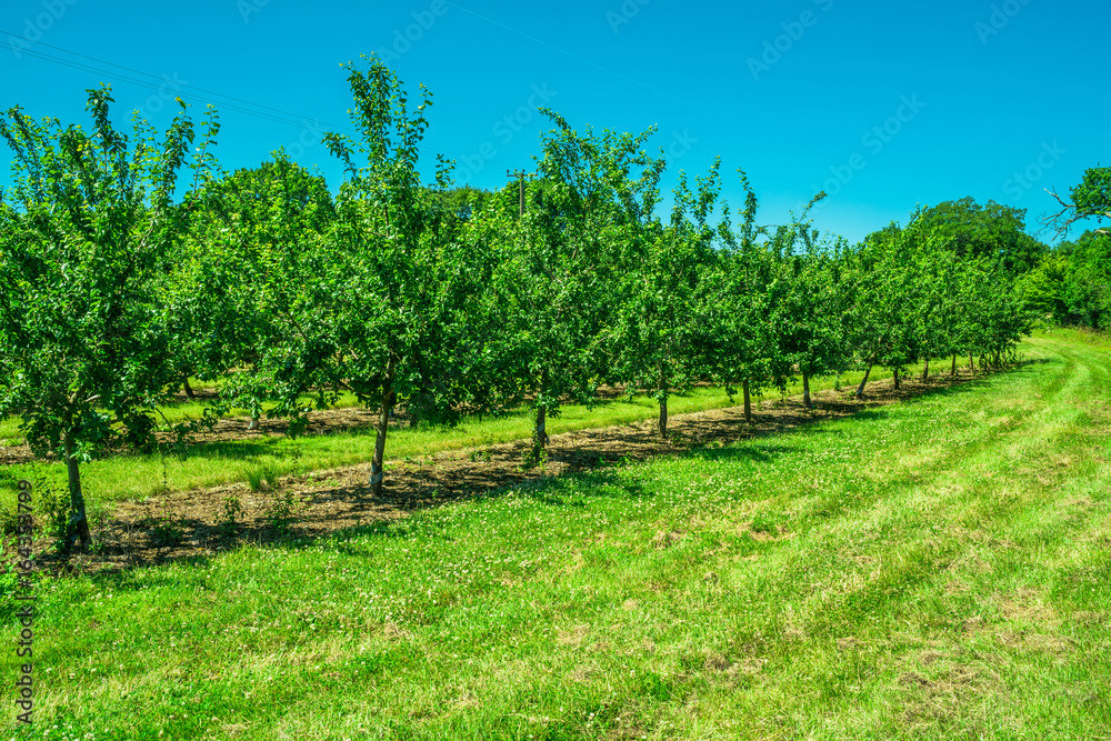 A row of fruit trees in an orchard