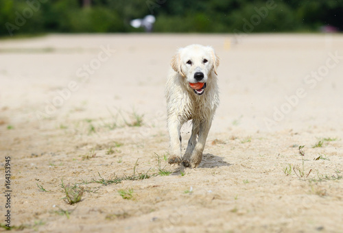 dog is running © Happy monkey