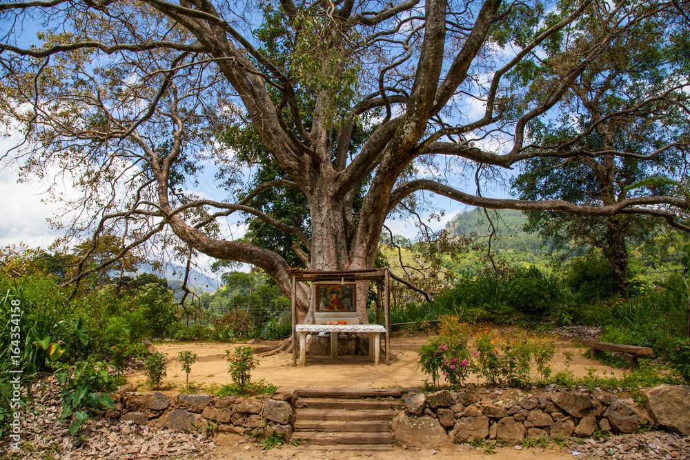 Kleiner Buddha Tempel unter einem Baum