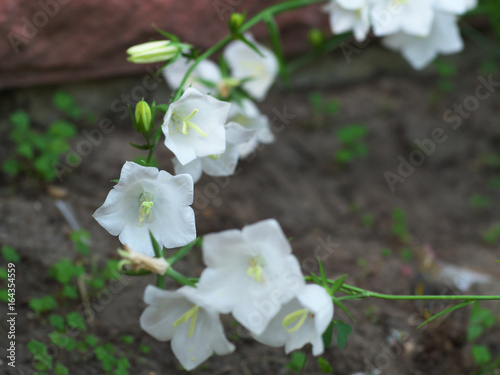 White Campanula flower Macro , closeup image white bellflower on stone background © Dmitry