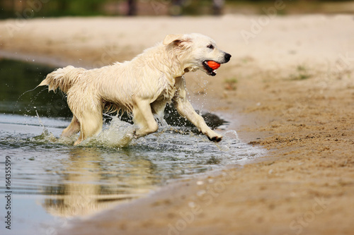Retriever dog running with toy in his teeth