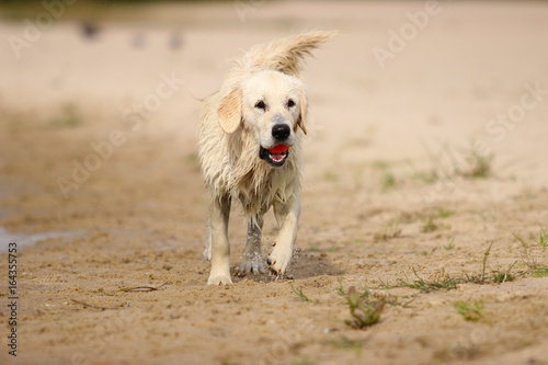 Retriever dog running with toy in his teeth